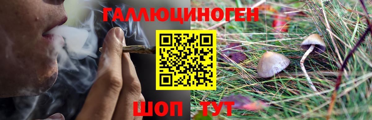Псилоцибиновые грибы Psilocybe Североморск